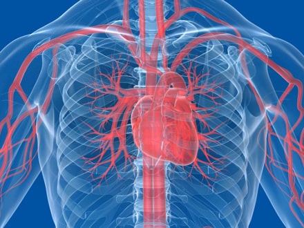 nabelschnurblut-medizin-herzinfarkt