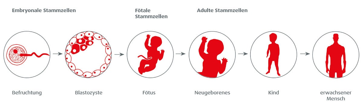 stammzellen-arten-und-aufgaben-ontogenese